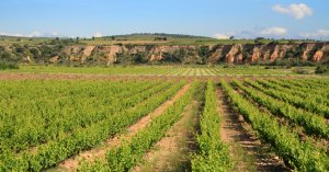 Les prix 2011 de la vigne diffrents selon les rgions viticoles