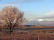 Vignoble-bio-dans-la-plaine-du-Roussillon