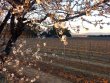 Vignoble-bio-dans-la-plaine-du-Roussillon