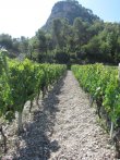 Vente-Vignoble-et-batiment-agriculture-plus-appartement-a-finir-en-Italie-San-Biagio-Della-Cima-Imperia