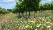 Vignoble-bio-dans-la-plaine-du-Roussillon