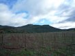 VIGNOBLE-BIO-EN-AOP-TERRASSES-DU-LARZAC