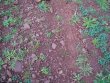 VIGNOBLE-BIO-EN-AOP-TERRASSES-DU-LARZAC
