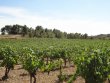 Domaine-viticole-de-10-ha-ideal-pour-une-premiere-installation
