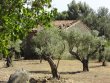 Domaine-viticole-de-10-ha-ideal-pour-une-premiere-installation