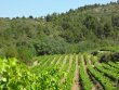 Domaine-viticole-de-22-ha-en-reconversion-biologique