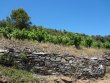Domaine-viticole-de-22-ha-en-reconversion-biologique