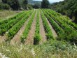 Domaine-viticole-de-22-ha-en-reconversion-biologique