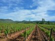 Beau-domaine-viticole-en-AOP-et-IGP