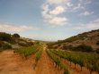 Joli-vignoble-en-AOP-Fitou-et-Muscat-de-Rivesaltes
