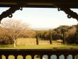 Superb-field-of-vines-in-organic-culture