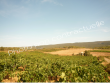 AOP-Minervois-Minervois-La-Liviniere-et-IGP-