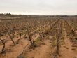 VENDU-VIGNES-EN-SAINT-AMOUR