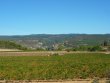 Charmant-domaine-viticole