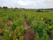VENDU-VIGNES-EN-BROUILLY-