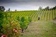 Domaine-viticole-Bio-de-135-ha-au-coeur-des-Causses-du-Quercy-proche-de-Cahors