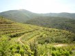 Joli-Vignoble-en-AOP-Collioure-Banyuls