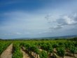 Charmant-domaine-viticole-bio-grands-terroirs-avec-vues-panoramiques