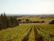 Domaine-viticole-possedant-une-remarquable-vue-panoramique-sur-mer