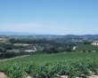 Vignoble-en-AOP-Limoux-et-IGP-Coteaux-Cite-de-Carcassonne