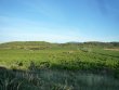 Beau-vignoble-en-AOP-Saint-Chinian-irrigable