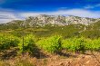 Beau-domaine-viticole-et-agro-touristique-de-236-ha-en-AOP-et-IGP