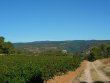 Domaine-viticole-AOP-de-20-ha-83-de-vignes-maison-dhabitation-avec-cave-vinaire-circuit-commercial