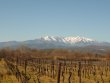 Joli-vignoble-en-AOP-Cotes-du-Roussillon-et-Muscat-de-Rivesaltes