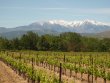 Joli-vignoble-en-AOP-Cotes-du-Roussillon-et-Muscat-de-Rivesaltes