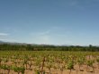 Joli-vignoble-en-AOP-Cotes-du-Roussillon-et-Muscat-de-Rivesaltes