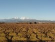 Joli-vignoble-en-AOP-Cotes-du-Roussillon-et-Muscat-de-Rivesaltes