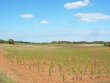 Domaine-viticole-proche-de-Saint-Chinian