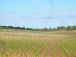 Domaine-viticole-proche-de-Saint-Chinian