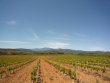 Magnifique-vignoble-en-AOP-Cotes-du-Roussillon-les-Aspres-et-Muscat-de-Rivesaltes