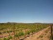 Magnifique-vignoble-en-AOP-Cotes-du-Roussillon-les-Aspres-et-Muscat-de-Rivesaltes