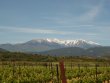 Magnifique-vignoble-en-AOP-Cotes-du-Roussillon-les-Aspres-et-Muscat-de-Rivesaltes