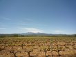 Magnifique-vignoble-en-AOP-Cotes-du-Roussillon-les-Aspres-et-Muscat-de-Rivesaltes