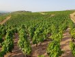 VENDU-VIGNES-EN-AOP-FLEURIE