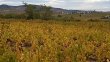 VENDU-VIGNES-EN-AOP-MOULIN-A-VENT