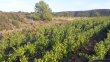 3ha75-de-syrah-AOP-Minervois-en-agriculture-biologique