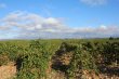 DOMAINE-AUX-PORTES-DE-PERPIGNAN-EN-AOP-ET-IGP