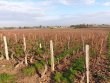 Vignes-en-AOP-Bourgogne-Blanc