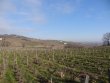 VENDU-VIGNES-EN-AOP-FLEURIE