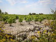 EXPLOITATION-VITICOLE-en-AOP-Muscat-de-Saint-Jean-de-Minervois