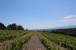 Vinery-AOP-Cotes-du-Roussillon