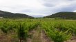 Domaine-15Ha-AOC-Roussillon