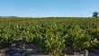 VENDU-VIGNES-EN-AOP-MORGON