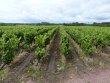 VENDU-PAR-QUATUOR-VIGNOBLES-EN-2022-Loire-Atlantique--Domaine-Muscadet-autonome-de-30-hectares