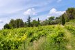 PROPRIETE-VITICOLE-ET-ARBORICOLE-DE-64-HECTARES-DANS-LE-SAINT-CHINIAN
