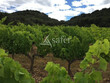 Vignoble-bio-35-ha-AOP-Cotes-du-Rhone-et-Cotes-du-Rhone-Village